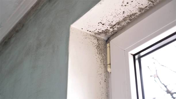 Mold Removal Process in Statham, GA